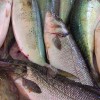 Latvijas zivju produkcijas eksports uz Krieviju aizvien zem jautājumu zīmes